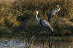 BT13.MoremiGameReservePairofWaddledCranes_NH1095