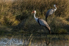 BT13.MoremiGameReservePairofWaddledCranes_NH1095 BT13.MoremiGameReservePairofWaddledCranes_NH1095