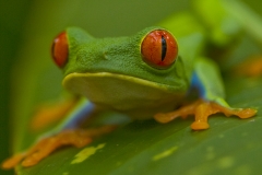 5 Frog 5 Frog