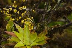 CR11.BromeliadandYellowOrchids_Z9D8118 CR11.BromeliadandYellowOrchids_Z9D8118