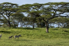 TZ10.ZebrasandAcacias_Z9D0899 TZ10.ZebrasandAcacias_Z9D0899